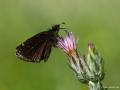 Erynnis marloyi (Kara Zıpzıp)